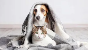 Mascotas Con Frio